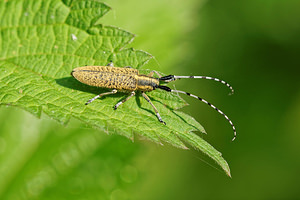 Agapanthia villosoviridescens (Cerambycidae)  - Aiguille marbrée Ath [Belgique] 17/05/2014 - 30m