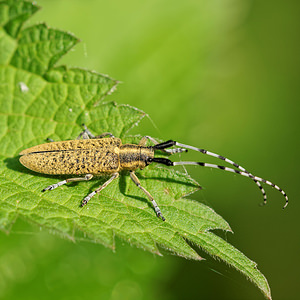 Agapanthia villosoviridescens (Cerambycidae)  - Aiguille marbrée Ath [Belgique] 17/05/2014 - 30m