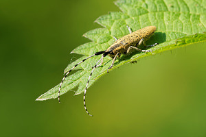 Agapanthia villosoviridescens (Cerambycidae)  - Aiguille marbrée Ath [Belgique] 17/05/2014 - 30m