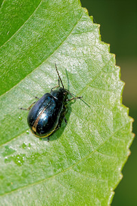 Agelastica alni (Chrysomelidae)  - Galéruque bleue, Chrysomèle  de l'Aulne, Galéruque de l'Aulne Ath [Belgique] 17/05/2014 - 30m