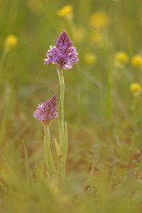 Anacamptis pyramidalis (Orchidaceae)  - Orchis pyramidal - Pyramidal Orchid Aube [France] 09/05/2014 - 290m