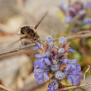 Bombylius major (Bombyliidae)  - Grand bombyle - Bee Fly  [France] 10/05/2014 - 290m