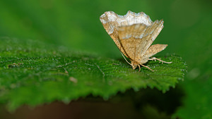 Cepphis advenaria (Geometridae)  - Epione étrangère - Little Thorn Ath [Belgique] 17/05/2014 - 30m