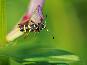 Clytus arietis (Cerambycidae)  - Clyte d'Eastwood, Clyte bélier, Clyte guêpe - Wasp Beetle Ath [Belgique] 17/05/2014 - 30m
