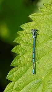 Coenagrion puella (Coenagrionidae)  - Agrion jouvencelle - Azure Damselfly Ath [Belgique] 17/05/2014 - 30m