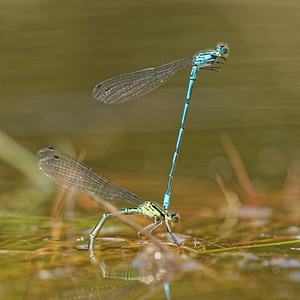 Coenagrion puella (Coenagrionidae)  - Agrion jouvencelle - Azure Damselfly Ath [Belgique] 17/05/2014 - 50m