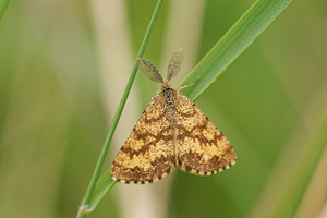 Ematurga atomaria (Geometridae)  - Phalène picotée - Common Heath  [France] 10/05/2014 - 290m