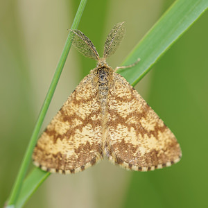 Ematurga atomaria (Geometridae)  - Phalène picotée - Common Heath  [France] 10/05/2014 - 290m