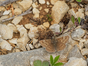 Erynnis tages (Hesperiidae)  - Point de Hongrie, Grisette - Dingy Skipper  [France] 10/05/2014 - 290m