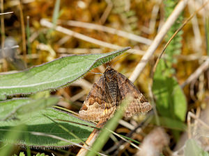 Euclidia glyphica (Erebidae)  - Doublure jaune - Burnet Companion Ardennes [France] 11/05/2014 - 160m