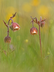 Geum rivale Benoîte des ruisseaux Water Avens