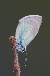 Glaucopsyche alexis (Lycaenidae)  - Azuré des Cytises - Green-underside Blue Lozere [France] 31/05/2014 - 910m