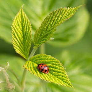 Harmonia axyridis (Coccinellidae)  - Coccinelle asiatique, Coccinelle arlequin - Harlequin ladybird, Asian ladybird, Asian ladybeetle Nord [France] 04/05/2014 - 40m