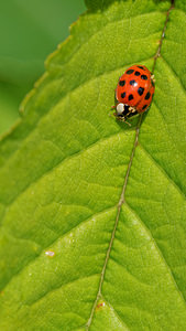 Harmonia axyridis (Coccinellidae)  - Coccinelle asiatique, Coccinelle arlequin - Harlequin ladybird, Asian ladybird, Asian ladybeetle Ath [Belgique] 17/05/2014 - 30m