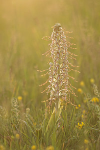 Himantoglossum hircinum (Orchidaceae)  - Himantoglosse bouc, Orchis bouc, Himantoglosse à odeur de bouc - Lizard Orchid Aube [France] 09/05/2014 - 290m