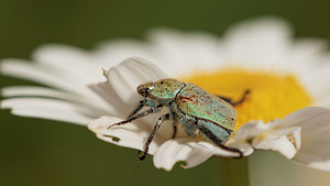 Hoplia argentea (Scarabaeidae)  - Hoplie argentée Lozere [France] 30/05/2014 - 790m