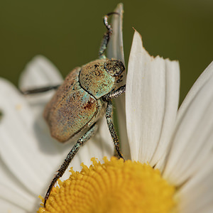 Hoplia argentea (Scarabaeidae)  - Hoplie argentée Lozere [France] 30/05/2014 - 790m