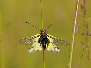 Libelloides coccajus (Ascalaphidae)  - Ascalaphe soufré Lozere [France] 30/05/2014 - 780m