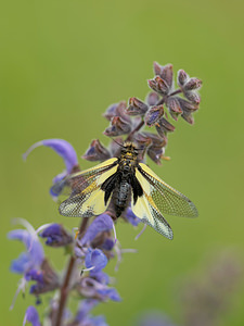 Libelloides coccajus (Ascalaphidae)  - Ascalaphe soufré Lozere [France] 31/05/2014 - 830m