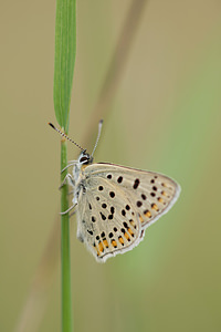 Lycaena tityrus (Lycaenidae)  - Cuivré fuligineux, Argus myope, Polyommate Xanthé - Sooty Copper  [France] 10/05/2014 - 290m