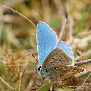 Lysandra bellargus (Lycaenidae)  - Bel-Argus, Azuré bleu céleste - Adonis Blue Ardennes [France] 11/05/2014 - 160m