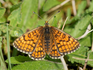 Melitaea parthenoides (Nymphalidae)  - Mélitée de la Lancéole, Mélitée des Scabieuses, Damier Parthénie Ardennes [France] 11/05/2014 - 160m