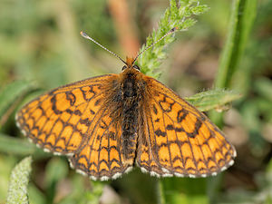 Melitaea parthenoides (Nymphalidae)  - Mélitée de la Lancéole, Mélitée des Scabieuses, Damier Parthénie Ardennes [France] 11/05/2014 - 160m