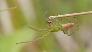 Micrommata virescens (Sparassidae)  - Micrommate émeraude - Green Spider  [France] 10/05/2014 - 290m