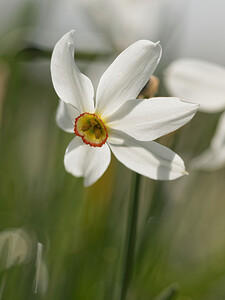 Narcissus poeticus (Amaryllidaceae)  - Narcisse des poètes - Pheasant's-eye Daffodil Cantal [France] 30/05/2014 - 1120m