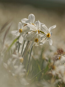 Narcissus poeticus (Amaryllidaceae)  - Narcisse des poètes - Pheasant's-eye Daffodil Cantal [France] 30/05/2014 - 1120m