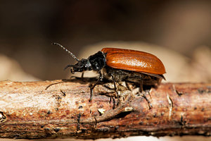 Omophlus rugosicollis (Tenebrionidae)  Aveyron [France] 31/05/2014 - 810m