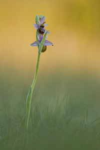 Ophrys aveyronensis (Orchidaceae)  - Ophrys de l'Aveyron Aveyron [France] 31/05/2014 - 790m