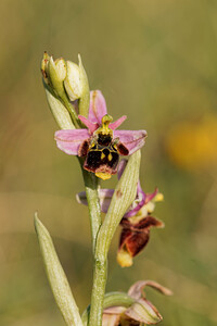 Ophrys scolopax (Orchidaceae)  - Ophrys bécasse Aveyron [France] 31/05/2014 - 790m