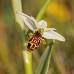 Ophrys scolopax subsp. apiformis (Orchidaceae)  - Ophrys en forme d'abeille, Ophrys peint Aveyron [France] 31/05/2014 - 790m