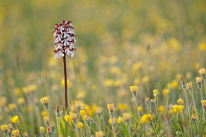 Orchis purpurea (Orchidaceae)  - Orchis pourpre, Grivollée, Orchis casque, Orchis brun - Lady Orchid Aube [France] 09/05/2014 - 290m