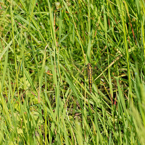 Orthetrum cancellatum (Libellulidae)  - Orthétrum réticulé - Black-tailed Skimmer Ath [Belgique] 17/05/2014 - 30m