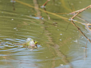 Pelophylax lessonae (Ranidae)  - Grenouille de Lessona - Pool Frog Ath [Belgique] 17/05/2014 - 50m