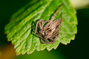 Pisaura mirabilis (Pisauridae)  - Pisaure admirable - Nursery Web Spider Nord [France] 03/05/2014 - 40m