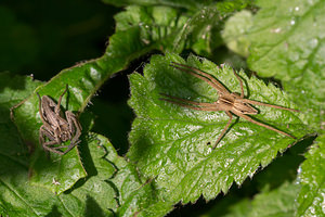 Pisaura mirabilis (Pisauridae)  - Pisaure admirable - Nursery Web Spider Nord [France] 03/05/2014 - 40m