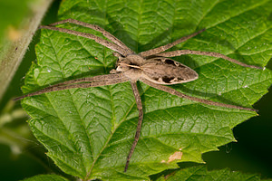 Pisaura mirabilis (Pisauridae)  - Pisaure admirable - Nursery Web Spider Nord [France] 04/05/2014 - 40m