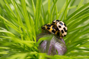 Propylea quatuordecimpunctata (Coccinellidae)  - Coccinelle à damier, Coccinelle à 14 points, Coccinelle à sourire Nord [France] 03/05/2014 - 40m