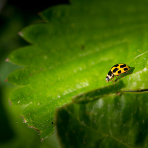 Propylea quatuordecimpunctata (Coccinellidae)  - Coccinelle à damier, Coccinelle à 14 points, Coccinelle à sourire Nord [France] 03/05/2014 - 40m