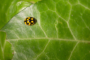 Propylea quatuordecimpunctata (Coccinellidae)  - Coccinelle à damier, Coccinelle à 14 points, Coccinelle à sourire Nord [France] 04/05/2014 - 40m