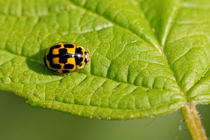 Propylea quatuordecimpunctata (Coccinellidae)  - Coccinelle à damier, Coccinelle à 14 points, Coccinelle à sourire Ath [Belgique] 17/05/2014 - 40m