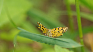 Pseudopanthera macularia (Geometridae)  - Panthère - Speckled Yellow  [France] 10/05/2014 - 290m