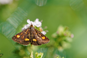 Pyrausta aurata (Crambidae)  - Pyrauste de la Menthe Nord [France] 15/05/2014 - 40m