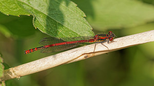 Pyrrhosoma nymphula (Coenagrionidae)  - Petite nymphe au corps de feu - Large Red Damselfly Ath [Belgique] 17/05/2014 - 30m