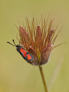 Zygaena loti (Zygaenidae)  - Zygène du Lotier, la Zygène du Fer-à-Cheval, Zygène de la Faucille, Zygène de lHippocrepis - Slender Scotch Burnet Lozere [France] 30/05/2014 - 800m