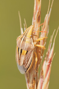 Aelia rostrata (Pentatomidae)  Aveyron [France] 04/06/2014 - 490m