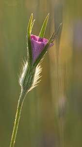 Agrostemma githago Nielle des blés Corncockle